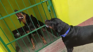 Chatting between Doberman nd Rottweiler...