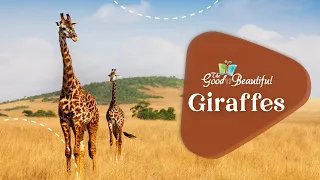 All About Giraffes | Mammals | The Good and the Beautiful