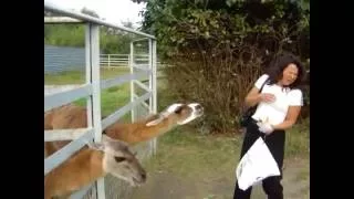 Llama Spits on women