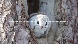 春のエゾモモンガ