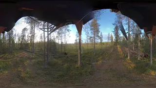 VR 360 video - Bear watching, Wild Taiga Finland