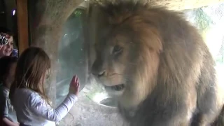 Bimba dà un bacino ad un leone  La sua reazione è incredibil