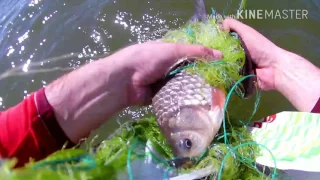 Как ловить карася сетью / How to catch a carp with a net