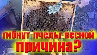 Почему много погибло пчелиных семей весной 2021. Сильно просели пчелы на пасеке весной