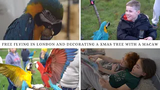 FAMILY, FREE FLYING AND TREE DECORATIONS WITH OUR MACAW | SHELBY THE MACAW