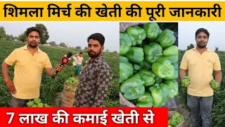 शिमला मिर्च की उन्नत खेती | Shimla Mirch ki kheti | Step by step capsicum farming | Capsicum Farming