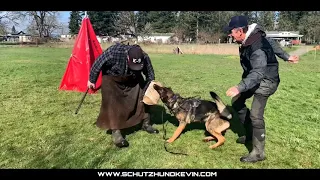 Schutzhund Long Bite Training