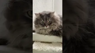 Здоровенный сибирский кот Федор