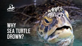 This Is Why Sea Turtles Drown