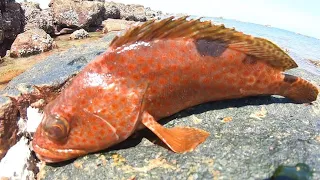 阿平赶海遇到了蟹妈妈捕食，放回坑里后还给它献上了虎鱼当美餐@渔民阿平#fishing #fish #seafood