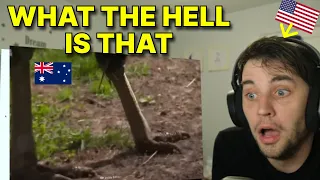 American reacts to Australia's MOST DANGEROUS ANIMALS