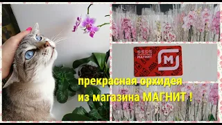 ОРХИДЕЯ. Я ПОТРАТИЛА ВСЕ БОНУСЫ НА ОРХИДЕЮ в магазине МАГНИТ!