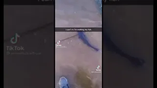 I can’t I’m walking my fish