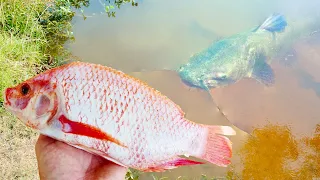 Catfish Love Tilapia!