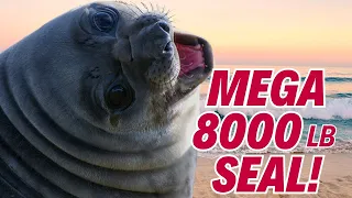 🔥 MASSIVE Elephant Seals: 10 WILD Facts! 🤯