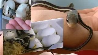 Рождение змеят - полозят Blue beauty / Vietnamese rat snake hatching