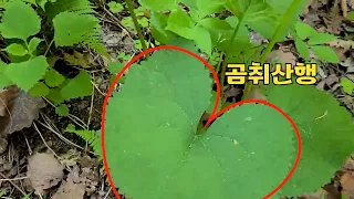 참취, 곰취 산행 다녀왔어요~