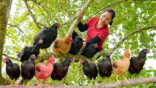Catch Black Chickens On Trees - Harvesting Black Chicken Goes to market sell - Hanna Daily Life