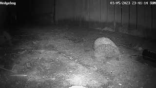 Hedgehog fighting and a wood mouse 06032023 Durham UK