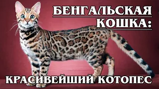 BENGAL CAT: Domestic leopard with a canine character