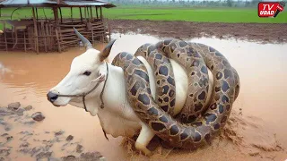 This Moment When a Cow Was Wrapped Around an Anaconda Makes Residents Furious!! Angry Cow...