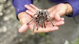 10 Biggest Spiders In The World