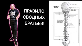 Правило сводных братьев. Почему болит спина? #правилолавет #sjdtr #мастерхруст