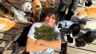 i went to a CAT ISLAND covered in CATNIP