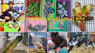Visited at Madni Birds Shop Rashadabad Multan all Fancy and  Imported Birds available here
