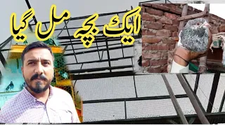 Aik Bacha Mil gaya 😊 || Pigeon Lovers Pakistan || Pigeons club || Kabootar bazi