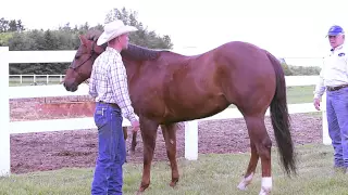 Massage for Western Pleasure Horses