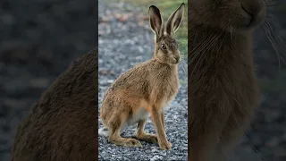 Зайцы - злые, кролики - добрые!