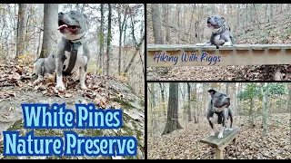 White Pines Nature Preserve in Sanford NC