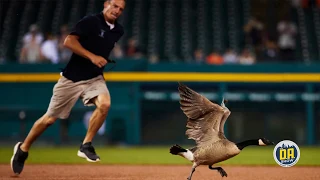 Did the Tigers groundscrew screw the goose?
