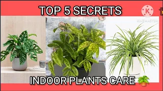 Indoor Plants *Top 5 secrets* of House plants.Home garden ideas from Thamara's Garden.