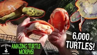 AMAZING TURTLE MORPHS! (turtle care guide, and DIY turtle set up ideas)