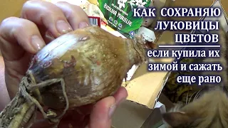 Купила луковичные цветы в феврале Сажать рано Как сохраняю луковицы до посадки