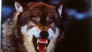 WOLF GROWL VERY SCARY SOUND!! TERRIFYING WOLVES ATTACK TEACHER IN ALSAKA