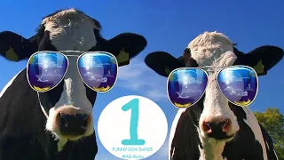 Funny Cow Dance #1 Cow Song & Cow Videos - Funny Cow Dance Mix │ Dancing Cow Videos