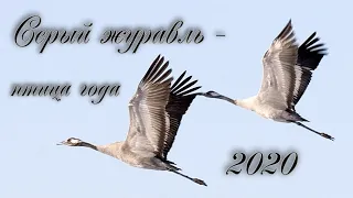 Серый журавль - птица года 2020. #птицыПрикамья #серыйжуравль #птицагода2020