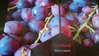 Variétés de raisin de table 03: Cardinal