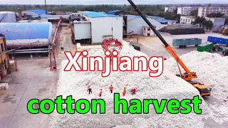 Xinjiang farmers are expecting a bumper cotton harvest this year. | 新疆農民期待今年棉花豐收。