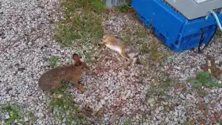 Violent attack of rabbit on rabbit....Ervin Olsen