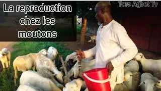 La reproduction chez les Moutons / Toro Agbet Tv