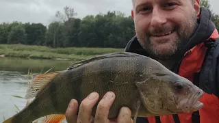 Spining nad Odrą... szczupaki i okonie z odry