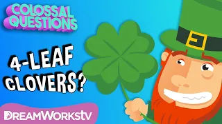 Are 4-Leaf Clovers “Lucky?” | COLOSSAL QUESTIONS