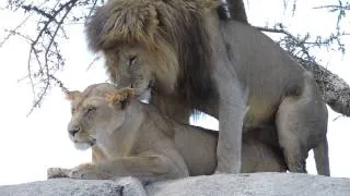 WARNING! VERY GRAPHIC! Lions mating in the Serengeti - #2