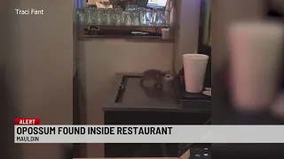 Opossum walks across ice cooler in Upstate restaurant