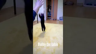 Buddy the sable is jumping into an owners hands