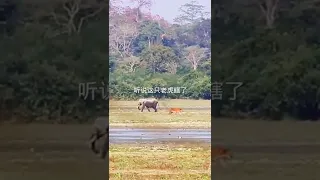 Tiger VS Elephant, Who's Afraid of Who?